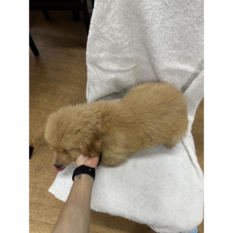 販売中の千葉県のゴールデンレトリーバー-404937の4枚目