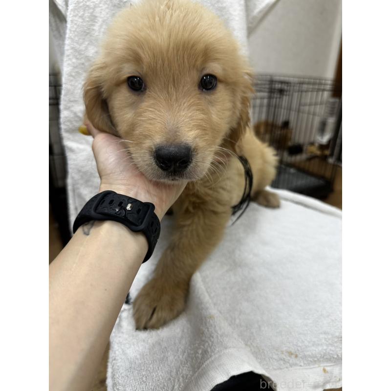 販売中の千葉県のゴールデンレトリーバー-404937の2枚目