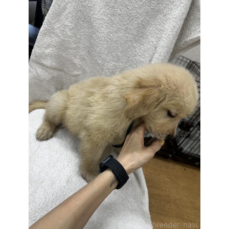 販売中の千葉県のゴールデンレトリーバー-404938の4枚目