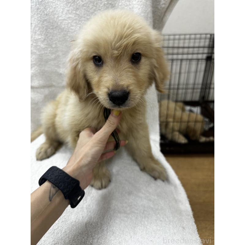販売中の千葉県のゴールデンレトリーバー-404938の3枚目