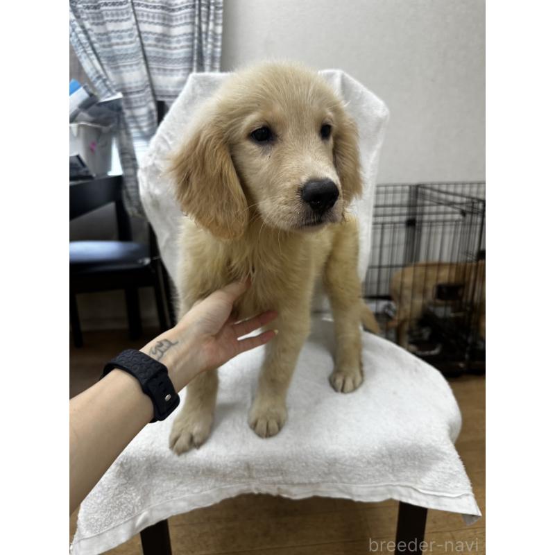 販売中の千葉県のゴールデンレトリーバー-402614の5枚目