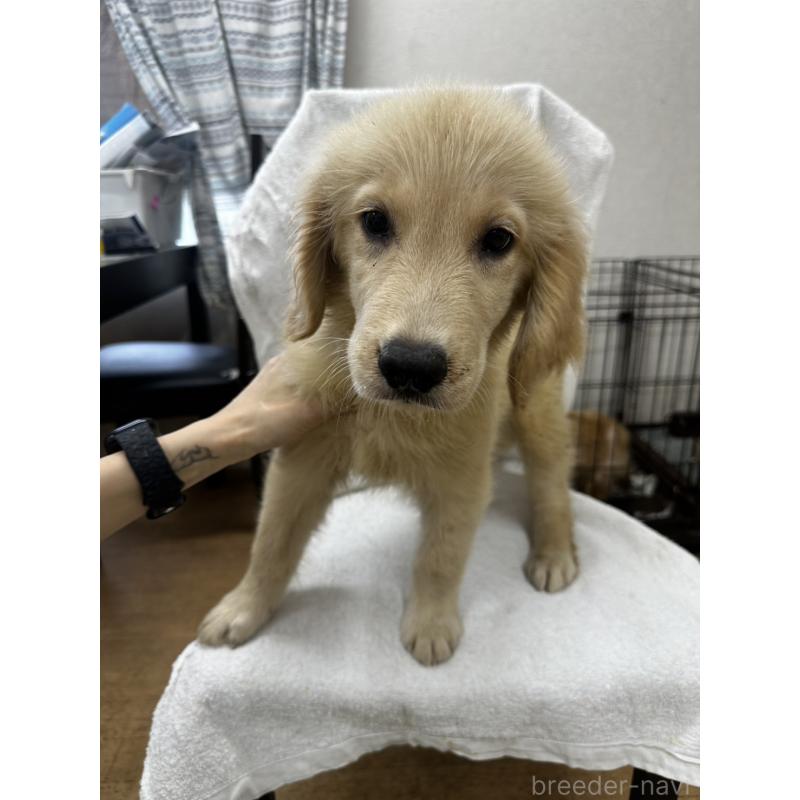 販売中の千葉県のゴールデンレトリーバー-402614の3枚目
