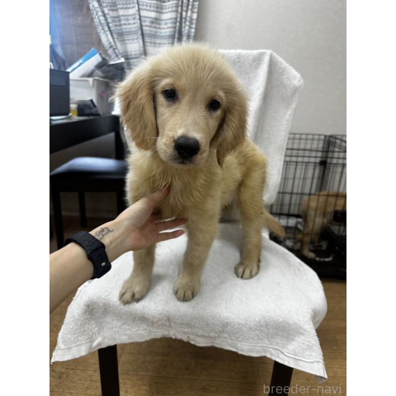 販売中の千葉県のゴールデンレトリーバー-402614