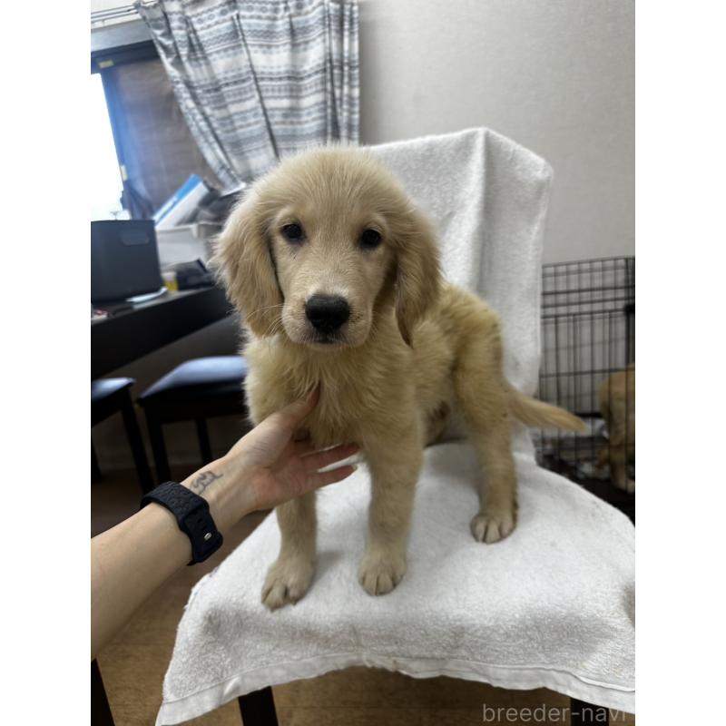 販売中の千葉県のゴールデンレトリーバー-402614の2枚目