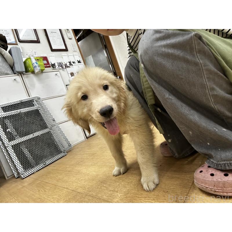 販売中の千葉県のゴールデンレトリーバー-402604の3枚目