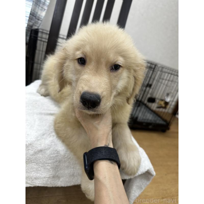 成約済の千葉県のゴールデンレトリーバー-402605の3枚目