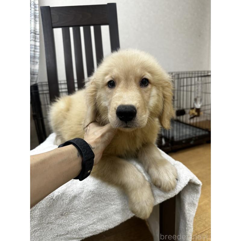 成約済の千葉県のゴールデンレトリーバー-402605の1枚目
