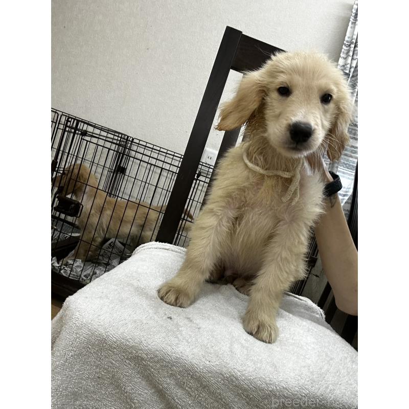 販売中の千葉県のゴールデンレトリーバー-402600の4枚目