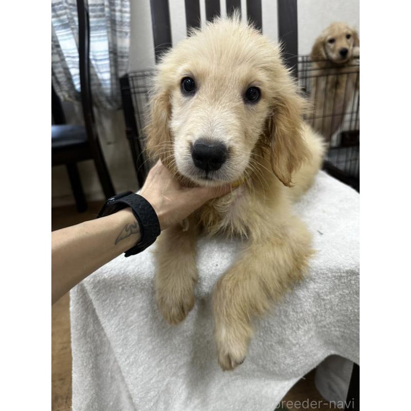 販売中の千葉県のゴールデンレトリーバー-402600の3枚目