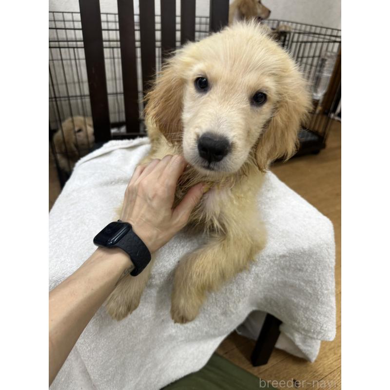 販売中の千葉県のゴールデンレトリーバー-402600の2枚目