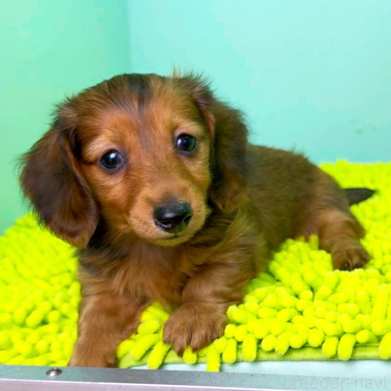 成約済の栃木県のミニチュアダックスフンド(ロングヘアード)-409509の5枚目