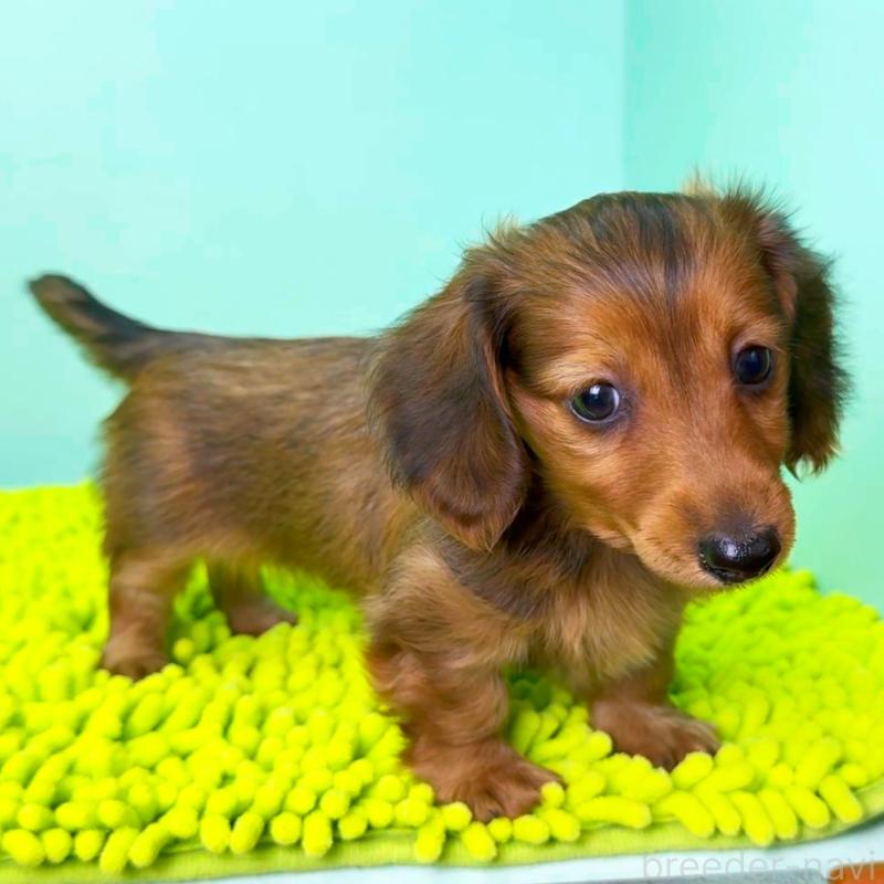 成約済の栃木県のミニチュアダックスフンド(ロングヘアード)-409509の4枚目