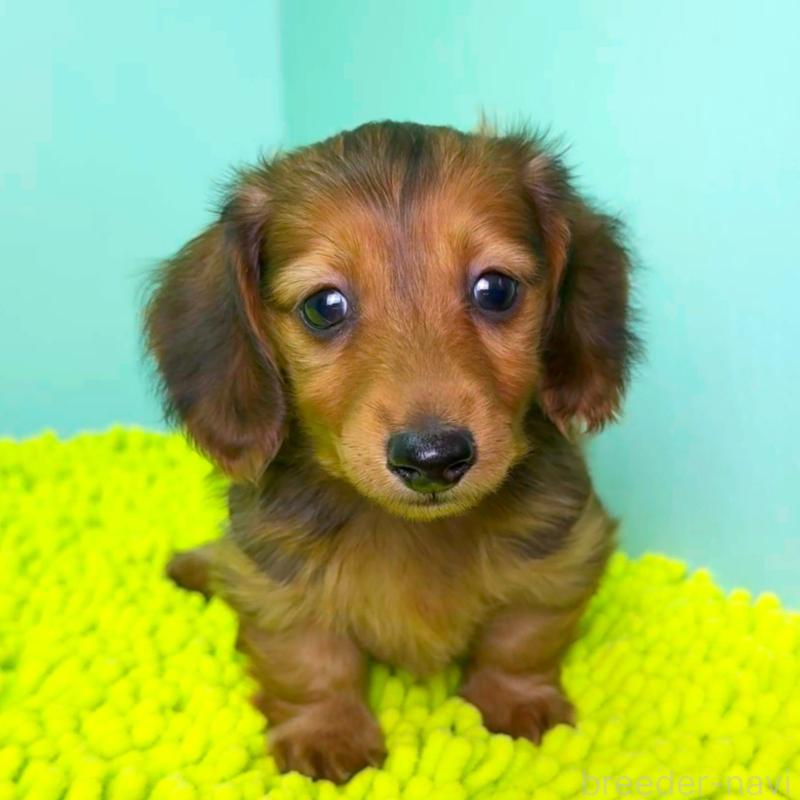 成約済の栃木県のミニチュアダックスフンド(ロングヘアード)-409509の3枚目