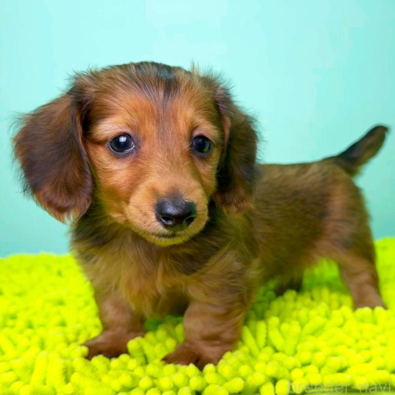 成約済の栃木県のミニチュアダックスフンド(ロングヘアード)-409509の2枚目