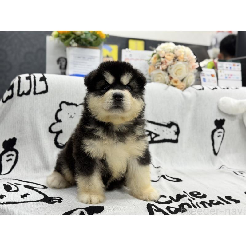 販売中の茨城県のアラスカンマラミュート-406265の5枚目