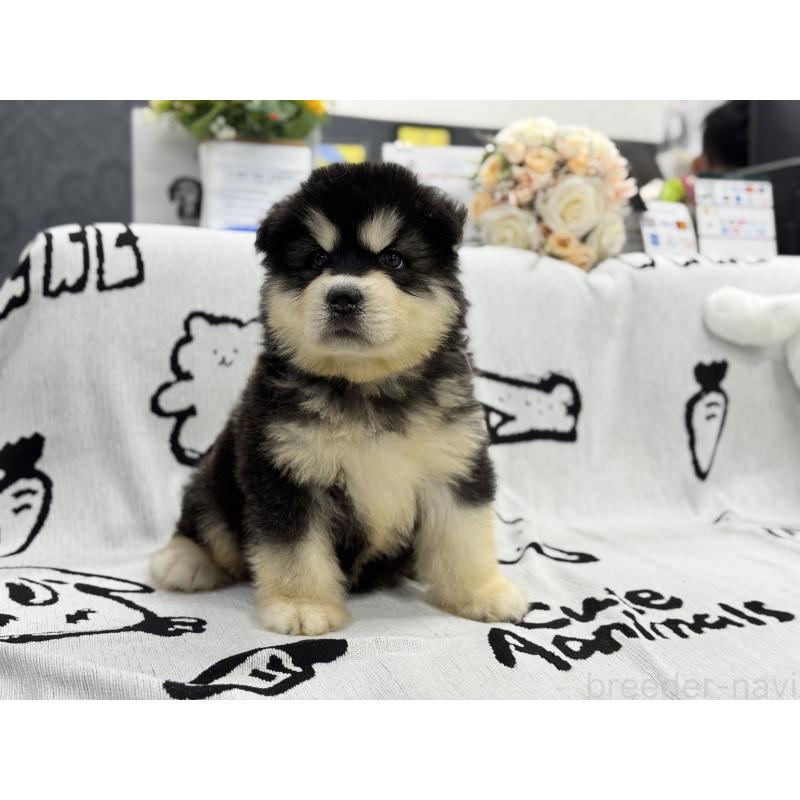販売中の茨城県のアラスカンマラミュート-406265の4枚目
