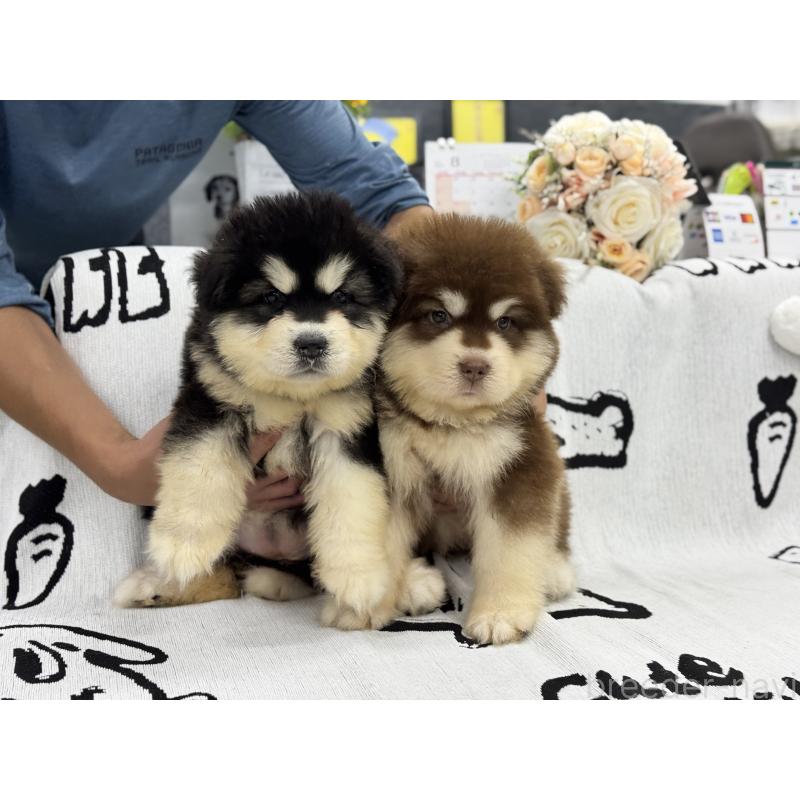 販売中の茨城県のアラスカンマラミュート-406265の2枚目