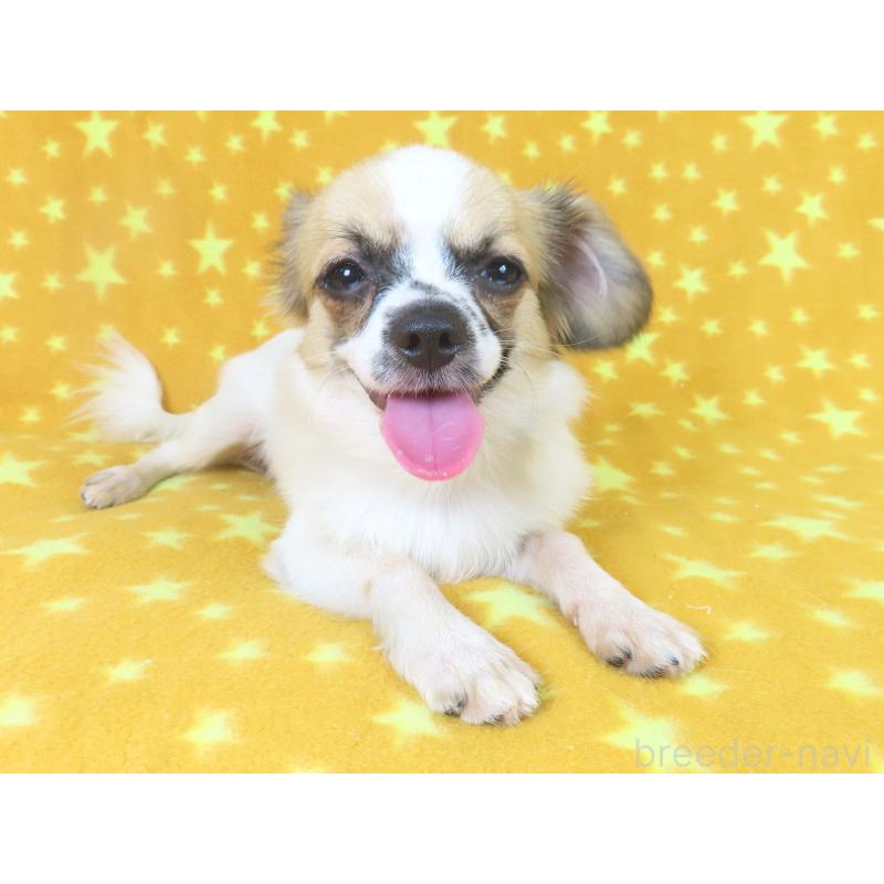 販売中の千葉県のミックス犬-379892の4枚目