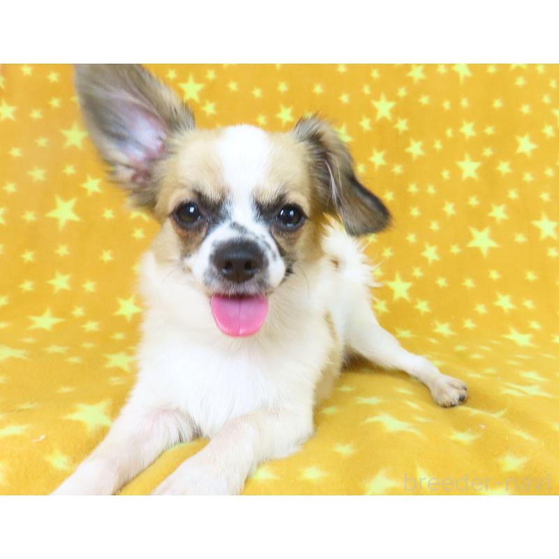 販売中の千葉県のミックス犬-379892の3枚目