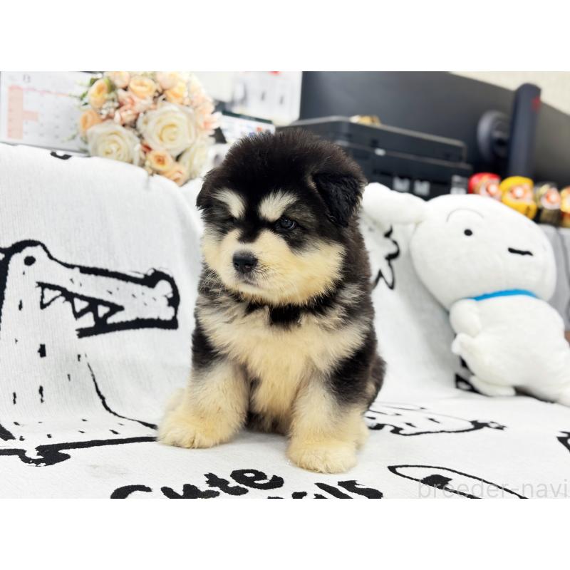 販売中の茨城県のアラスカンマラミュート-408859の4枚目