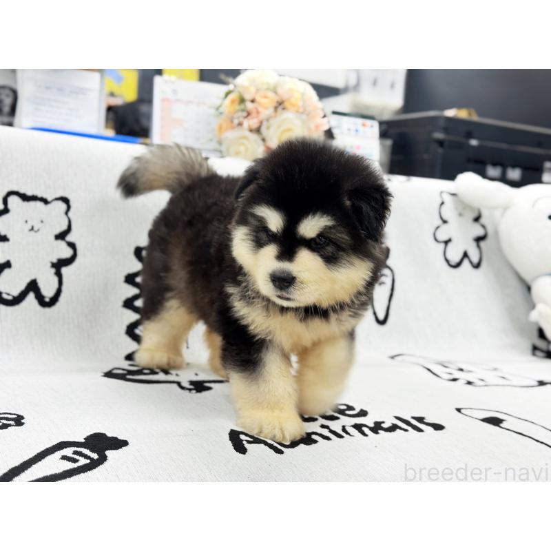販売中の茨城県のアラスカンマラミュート-408859の2枚目
