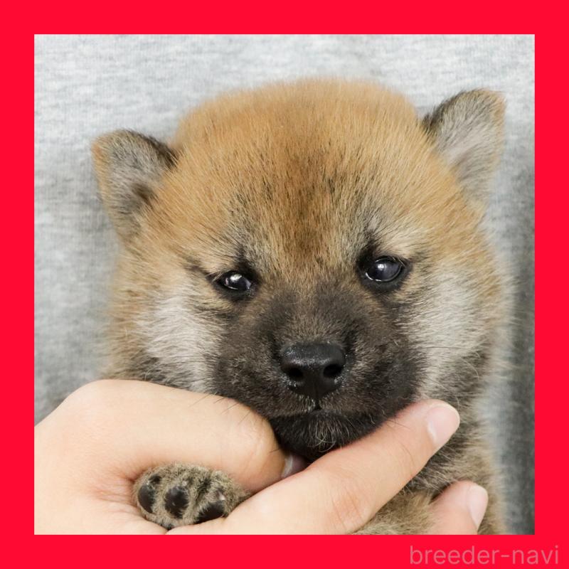 販売中の愛知県の柴犬-411297の1枚目