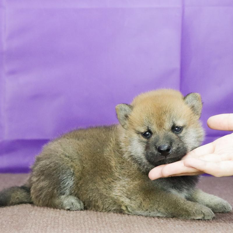 販売中の愛知県の柴犬-411297の3枚目