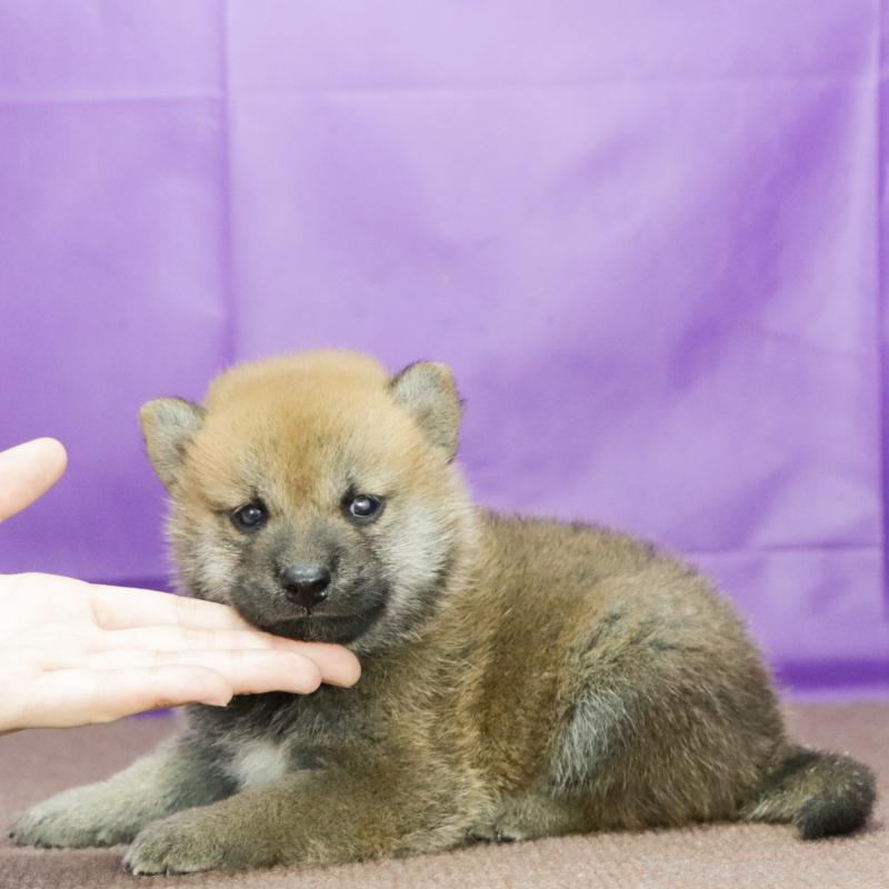 販売中の愛知県の柴犬-411297の2枚目