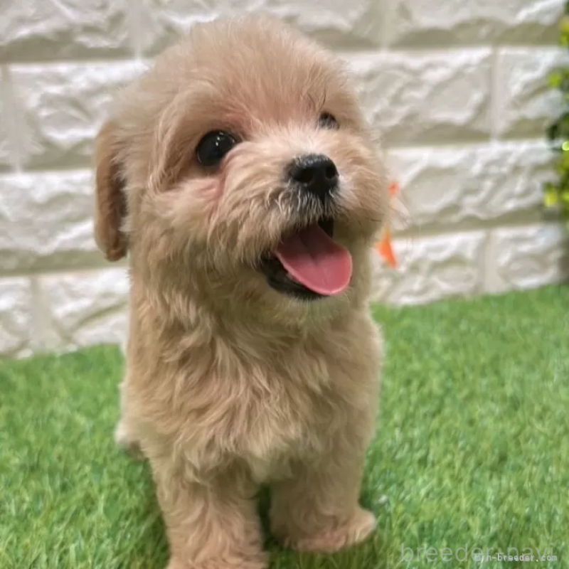 成約済の愛知県のマルプー:マルチーズ×トイプードル-407272の5枚目