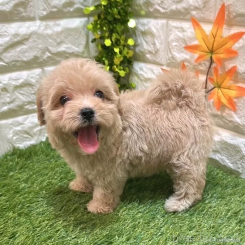 成約済の愛知県のマルプー:マルチーズ×トイプードル-407272の4枚目