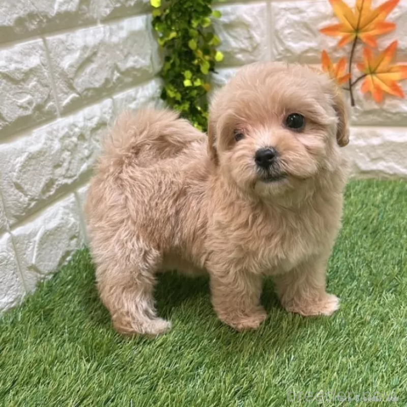 成約済の愛知県のマルプー:マルチーズ×トイプードル-407272の3枚目