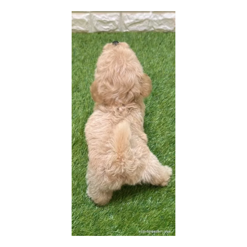 成約済の愛知県のマルプー:マルチーズ×トイプードル-407272の2枚目