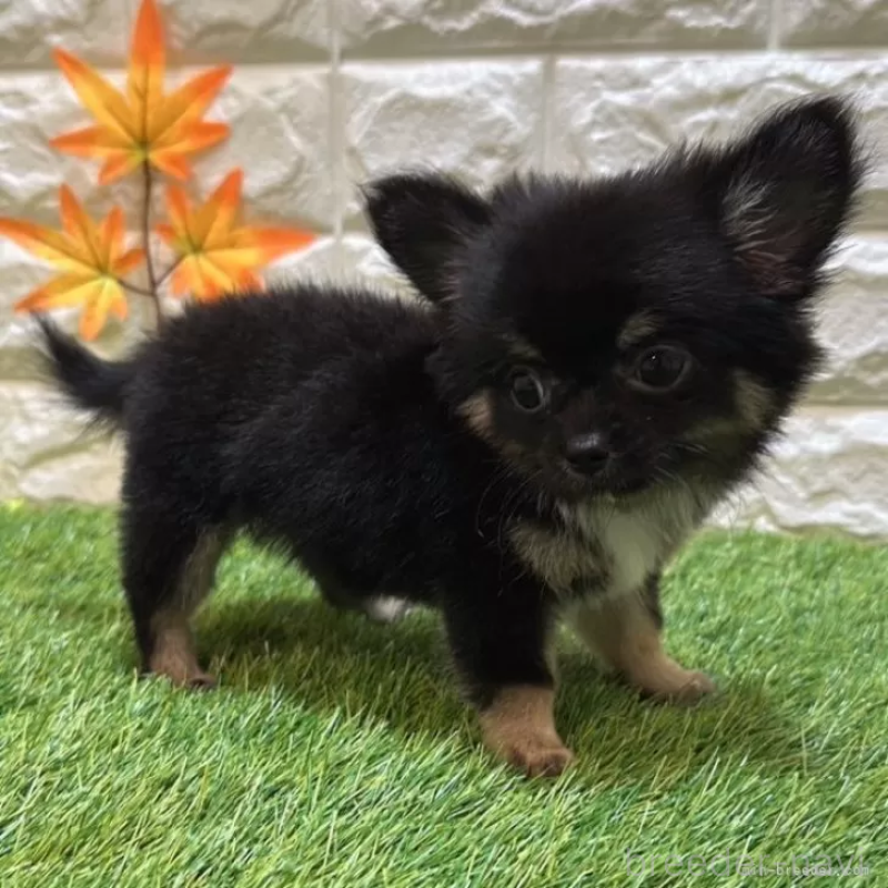 成約済の愛知県のチワワ(ロングコート)-403879の5枚目