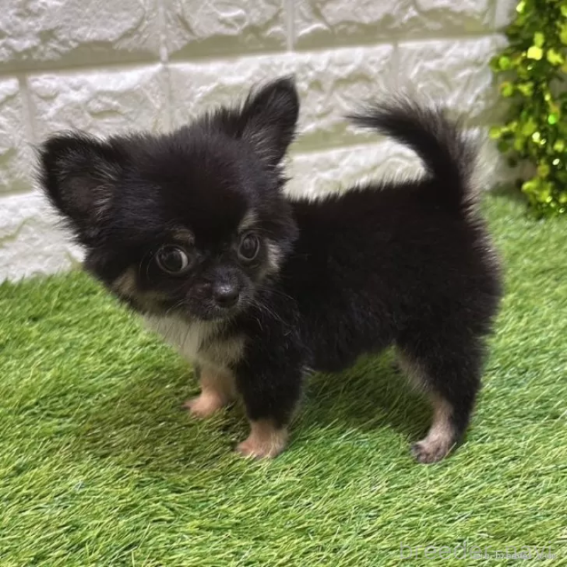 成約済の愛知県のチワワ(ロングコート)-403879の4枚目