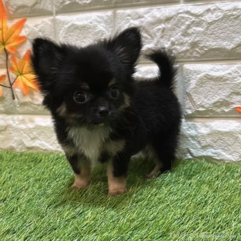 成約済の愛知県のチワワ(ロングコート)-403879の3枚目