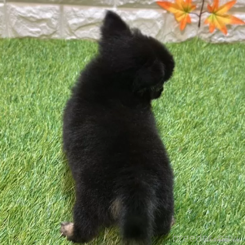 成約済の愛知県のチワワ(ロングコート)-403879の2枚目