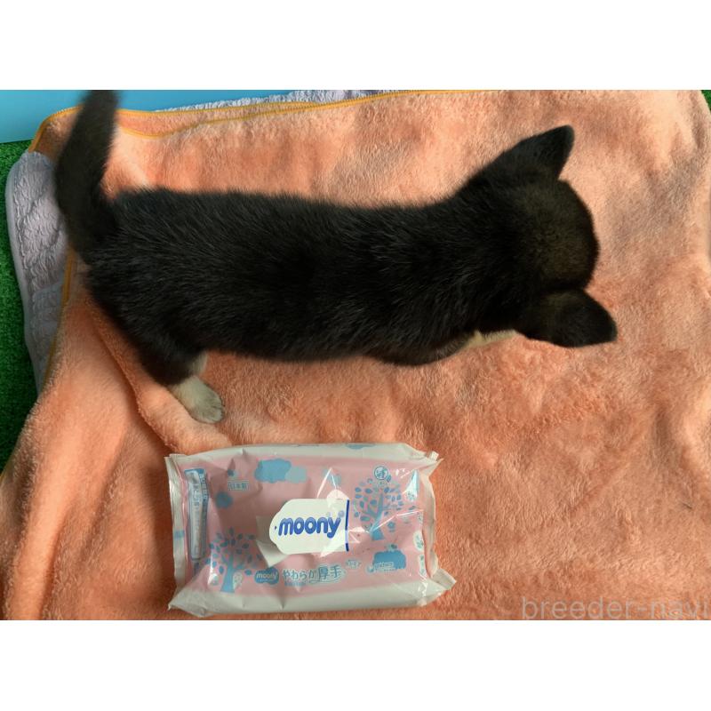 販売中の神奈川県の豆柴-411315の3枚目