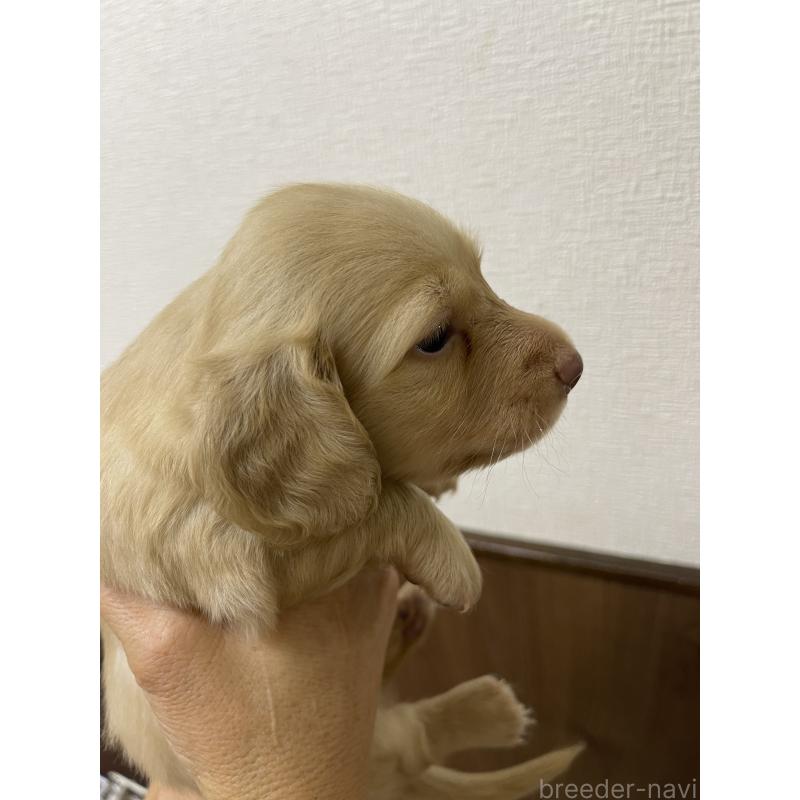 販売中の千葉県のミニチュアダックスフンド(ロングヘアード)-411331の3枚目