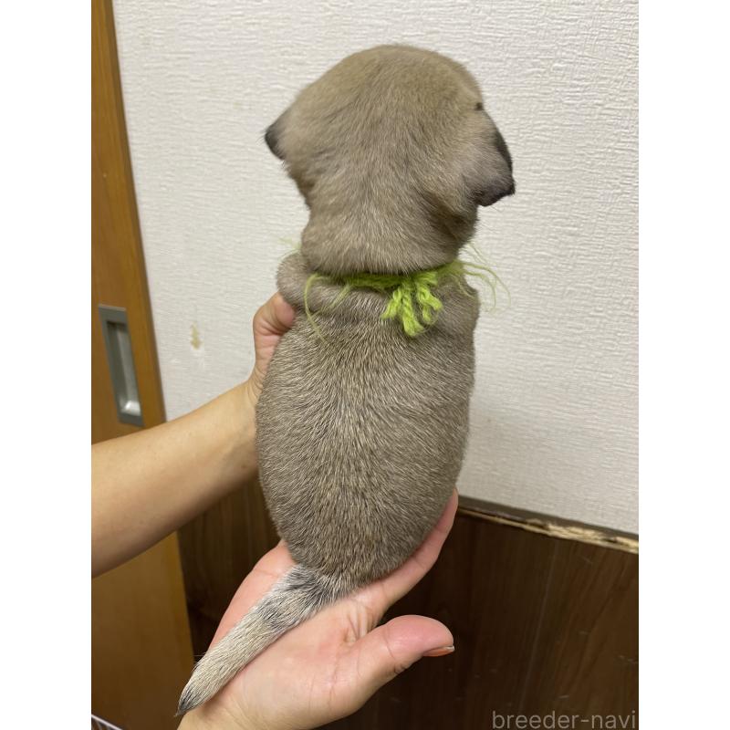 販売中の千葉県のパグ-411336の3枚目