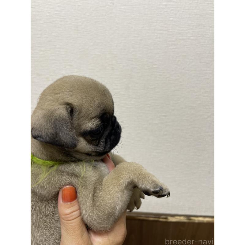 販売中の千葉県のパグ-411336の2枚目