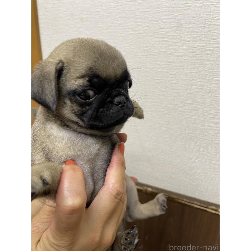 販売中の千葉県のパグ-411338の3枚目