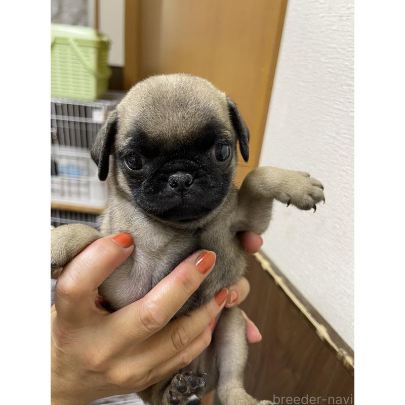 販売中の千葉県のパグ-411338の2枚目