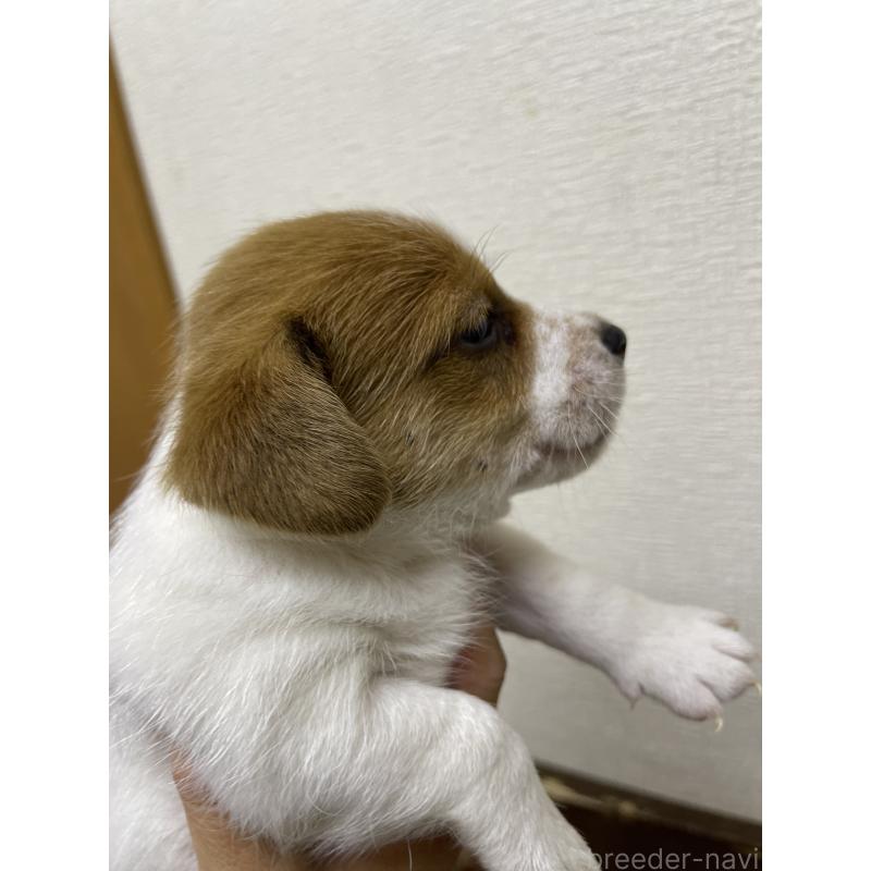 販売中の千葉県のジャックラッセルテリア-411341の2枚目