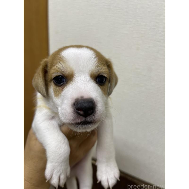 販売中の千葉県のジャックラッセルテリア-411342の4枚目