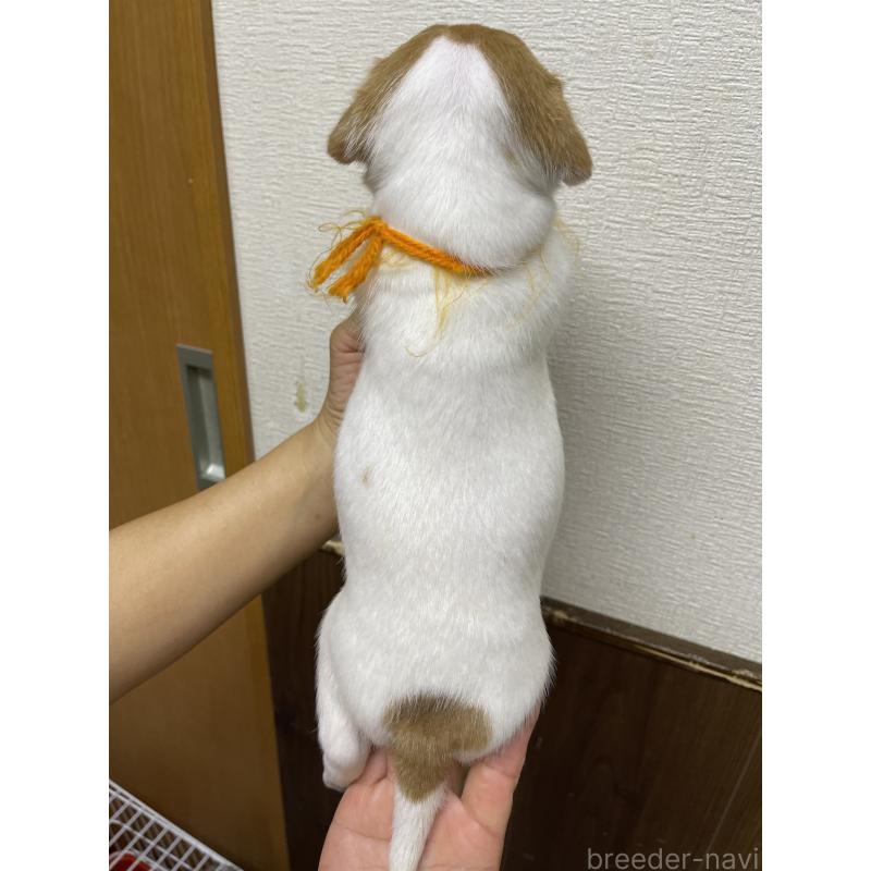 販売中の千葉県のジャックラッセルテリア-411342の3枚目