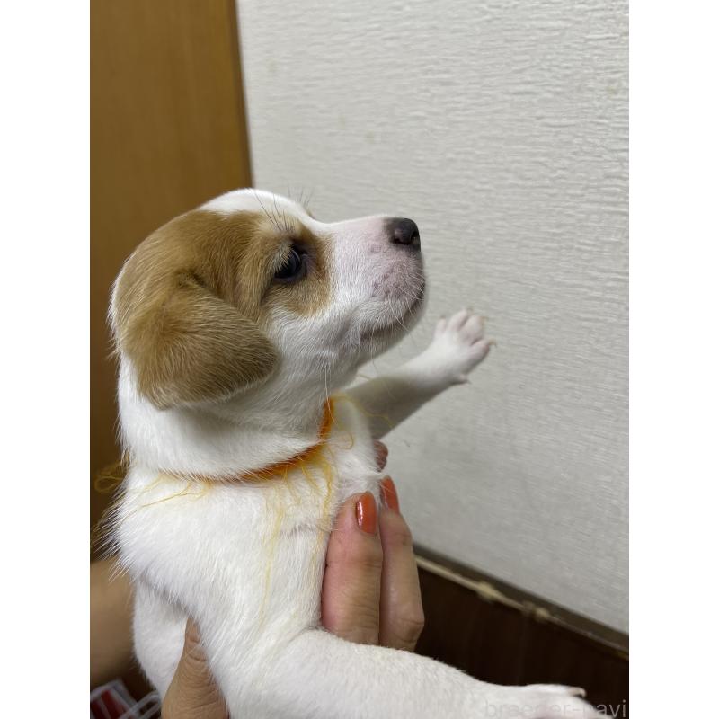 販売中の千葉県のジャックラッセルテリア-411342の2枚目