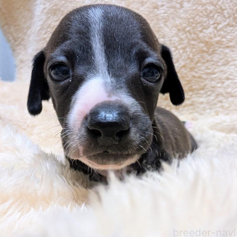 成約済の愛媛県のイタリアングレーハウンド(イタグレ)-406988の1枚目