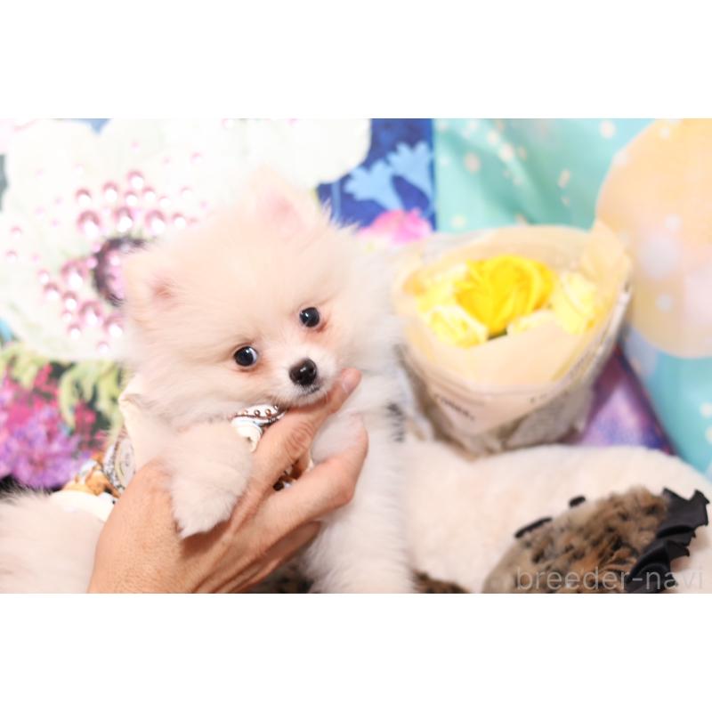 成約済の大阪府のポメラニアン-409538の6枚目