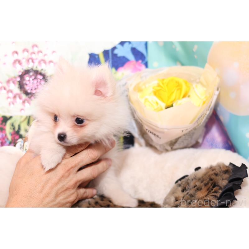 成約済の大阪府のポメラニアン-409538の5枚目