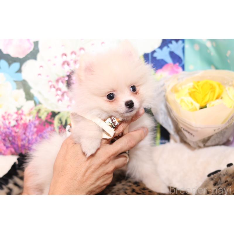 成約済の大阪府のポメラニアン-409538の3枚目